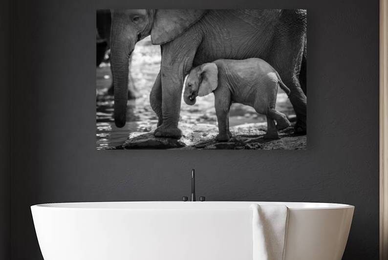 Elephant baby calf and mother black and white by DELPHIMAGES