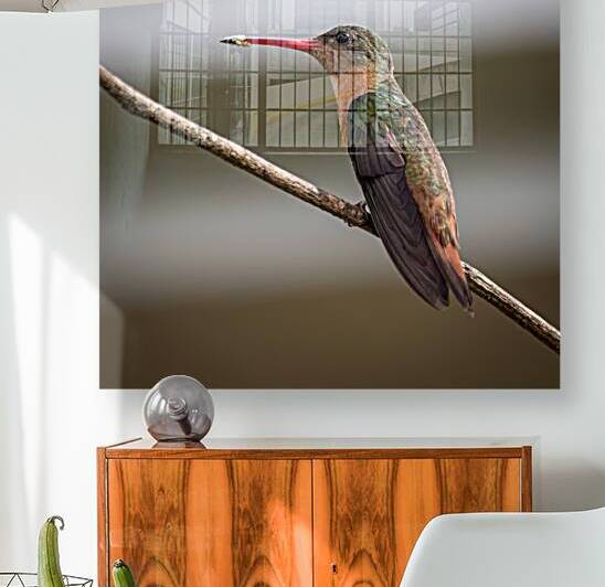 Cinnamon hummingbird by Eden Remme Watt