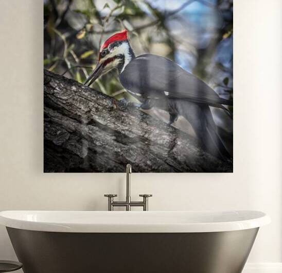 32 Pileated Woodpecker Pecking by Eden Remme Watt