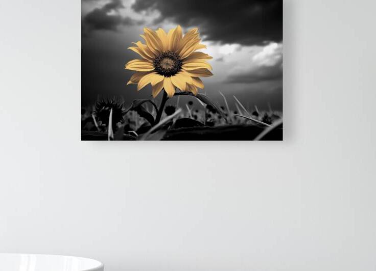 Helianthus Paradoxus - Sunflower Portrait Art Prints by Savage Art Prints