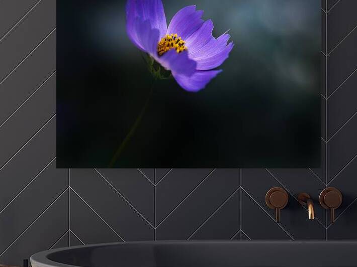 Purple Cosmos by Joan Han