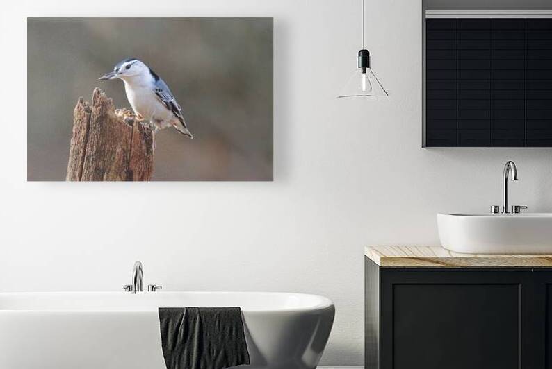 White Breasted Nuthatch With Sunflower Seed by Deb Oppermann