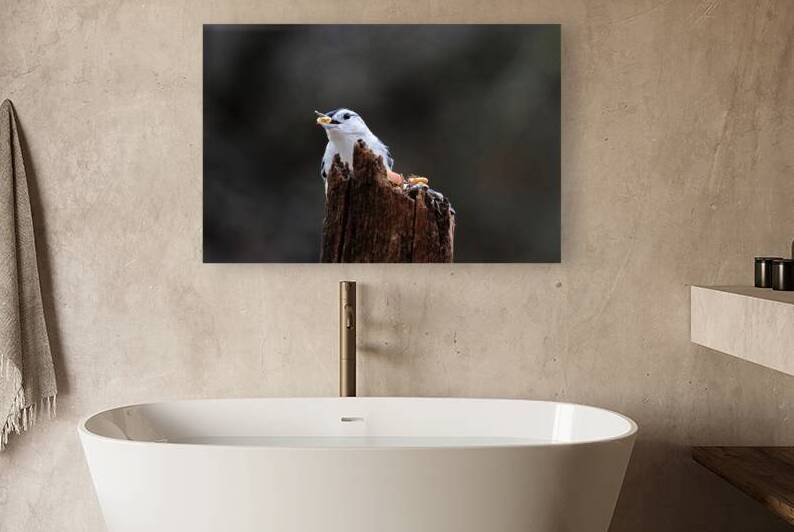 White Breasted Nuthatch With Peanut by Deb Oppermann