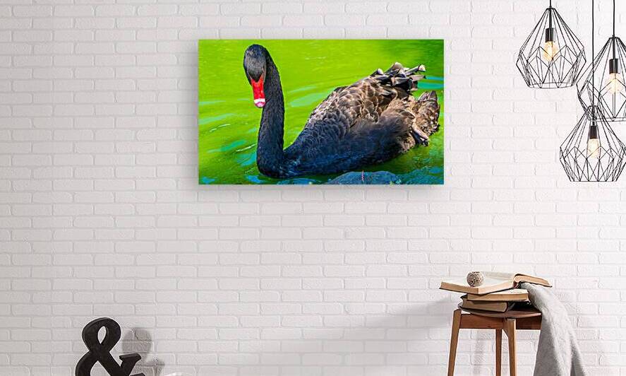 Black Swan Intense Stare Full Body by Jason Fink