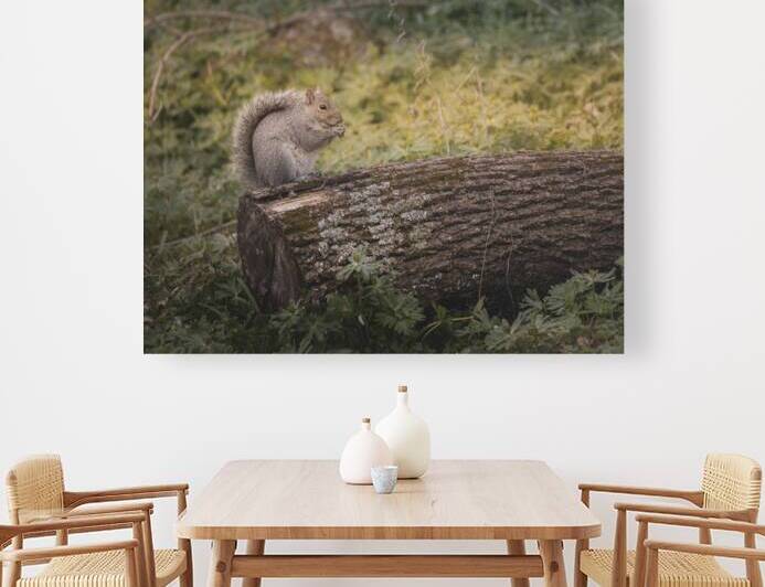 A Squirell on a Log  by Jason Fink