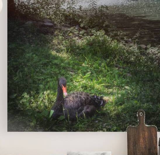 Black Swan and Water Fountain by Jason Fink