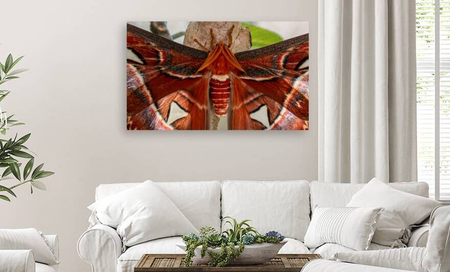 Atlas Moth Close Up by Jason Fink