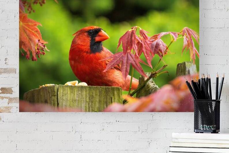 Northern Cardinal Closeup by Jason Fink