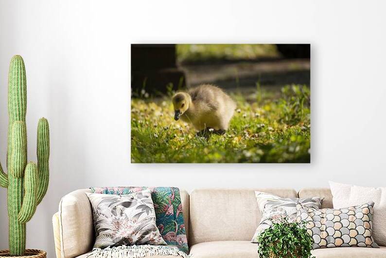 Gosling in the Grass by Jason Fink