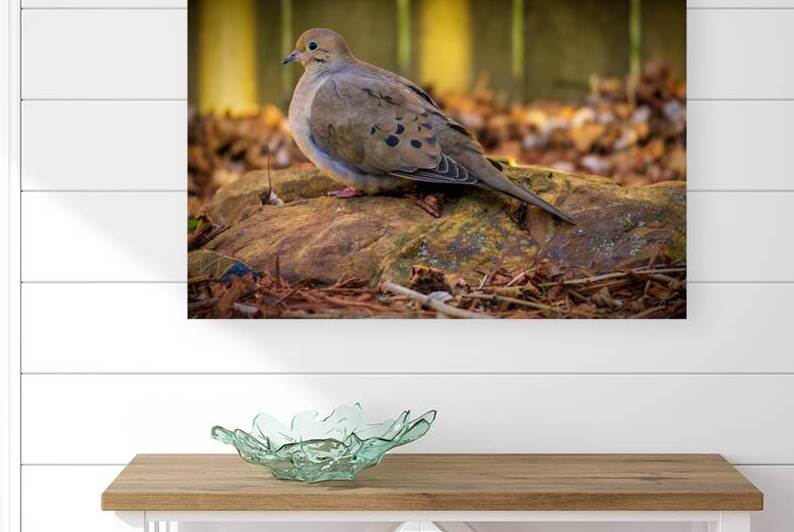 Mourning Dove on a Rock by Jason Fink