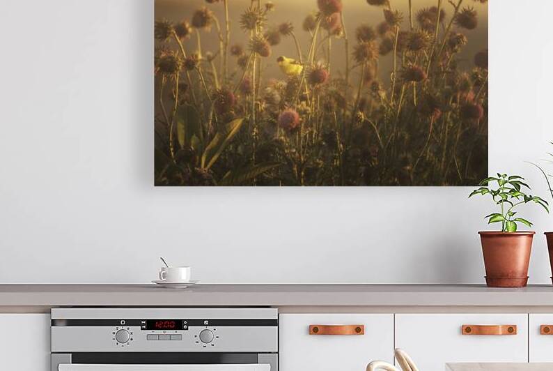 Golden Finch in the Thistle by Jason Fink