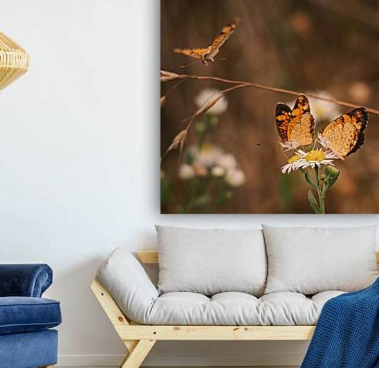 Pearl Crescent Butterflies by Jason Fink