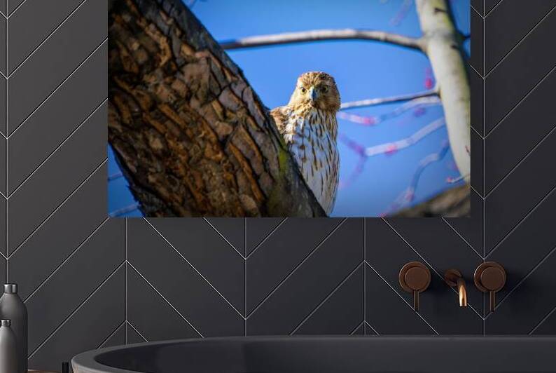 Juvenile Sharp Shinned Hawk Peaking by Jason Fink