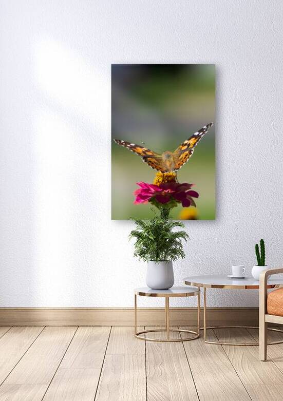 Monarch on a Pink Zinnia by Jason Fink