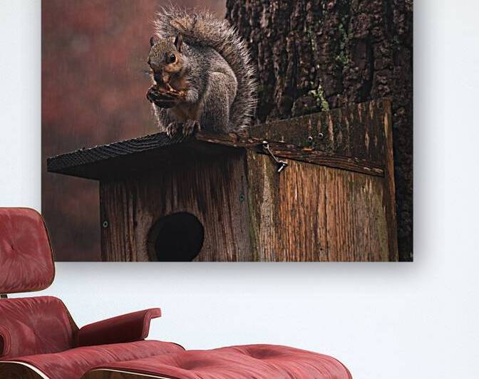 Squirrel on a Birdhouse   Rainy Autumn by Jason Fink