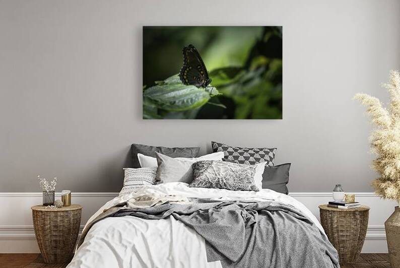 Red Spotted Purple Admiral Butterfly by Jason Fink