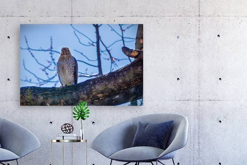 Juvenile Sharp Shinned Hawk Straight On by Jason Fink