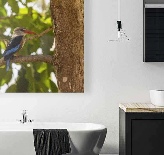 Grey headed kingfisher Amboseli National Park Kenya by Randy Roy Photography