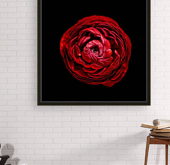 Anemone_3 by Lily Markovic