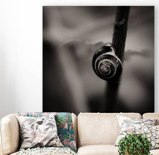 Woodland Study 11 by Dave Bowman