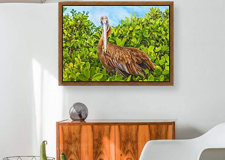 Big Pelican at Top of Tree , Galapagos Island, Ecuador by Daniel Ferreia Leites Ciccarino