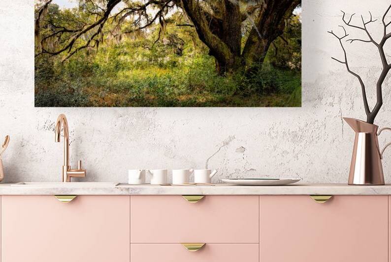 Hampton Plantation  Live Oak Tree by Norma Brandsberg Photography