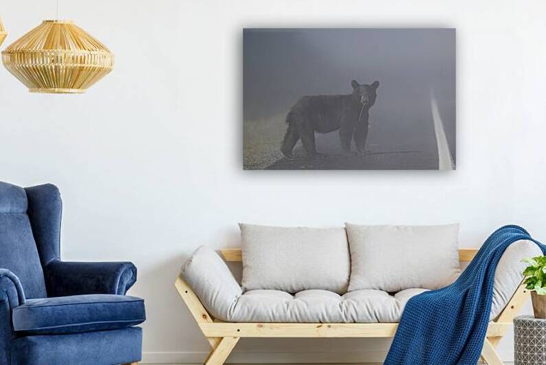 Black Bears Misty Morning Crossing by Caio Paagman Photography