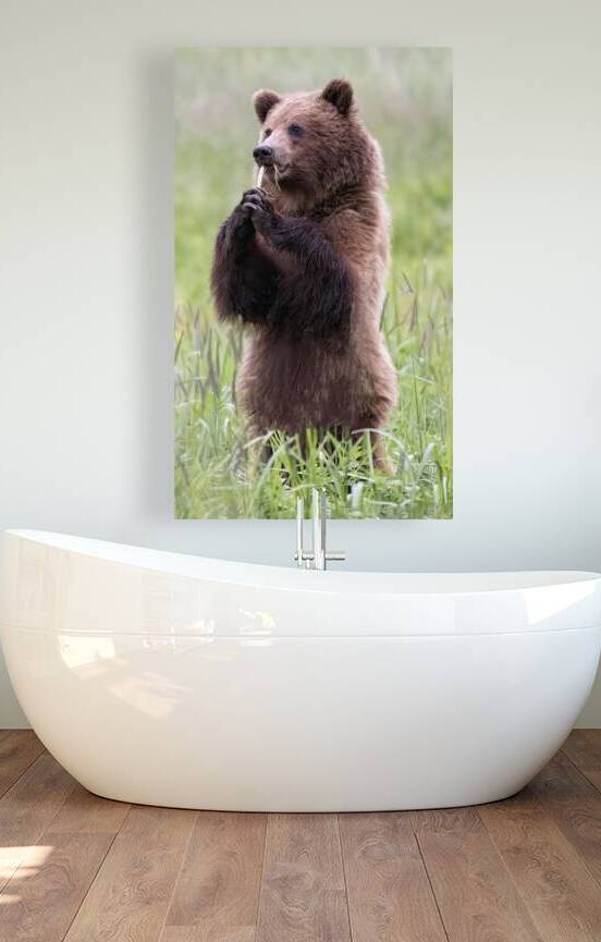 Regal Majesty: A Towering Bear Standing Tall in the Wilderness by Caio Paagman Photography