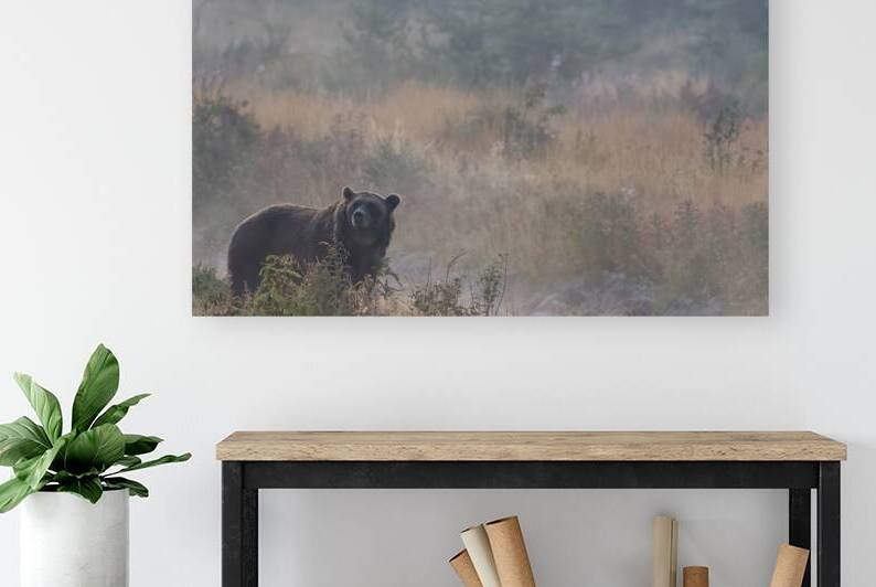 Timeless Beauty: Grizzly in Autumns Embrace by Caio Paagman Photography