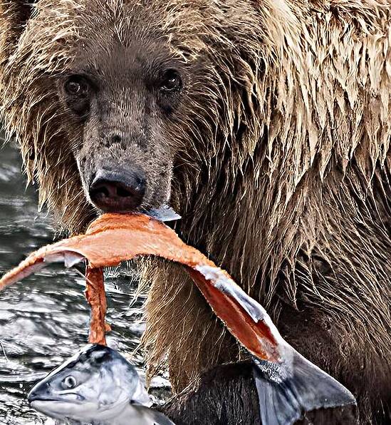 Majestic Grizzly Bear Triumphantly Catches Salmon Fillet in Pristine Wilderness  by Caio Paagman Photography