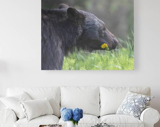 Natures Charm: The Black Bear and the Dandelion by Caio Paagman Photography