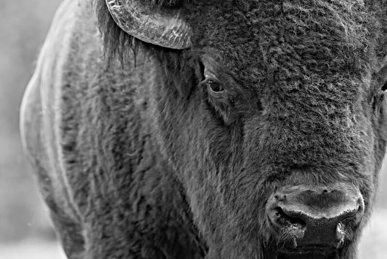 9. Buffalo Through the Lens: A Photographers Perspective by Caio Paagman Photography