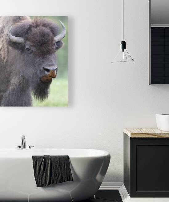 Buffalo in Focus: A Visual Journey Through Their Habitat by Caio Paagman Photography