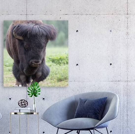 Buffalo Legends: Stories and Myths from Around the World by Caio Paagman Photography