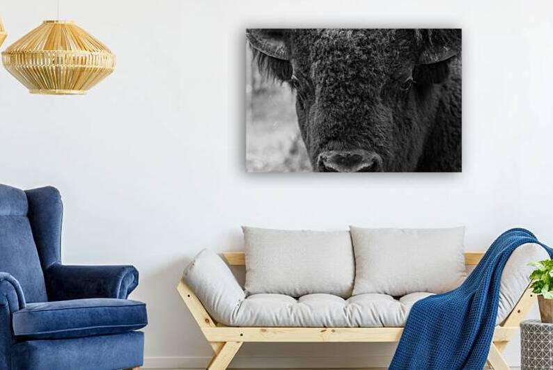 In the Eyes of the Buffalo: Stories Told Through Their Gaze by Caio Paagman Photography