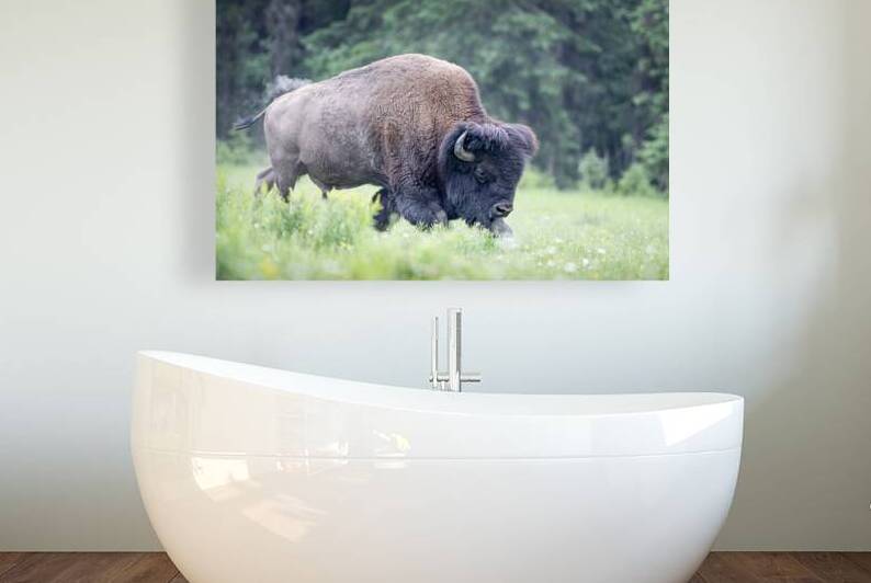 The Spirit of the Plains: Breathtaking Buffalo Photography by Caio Paagman Photography