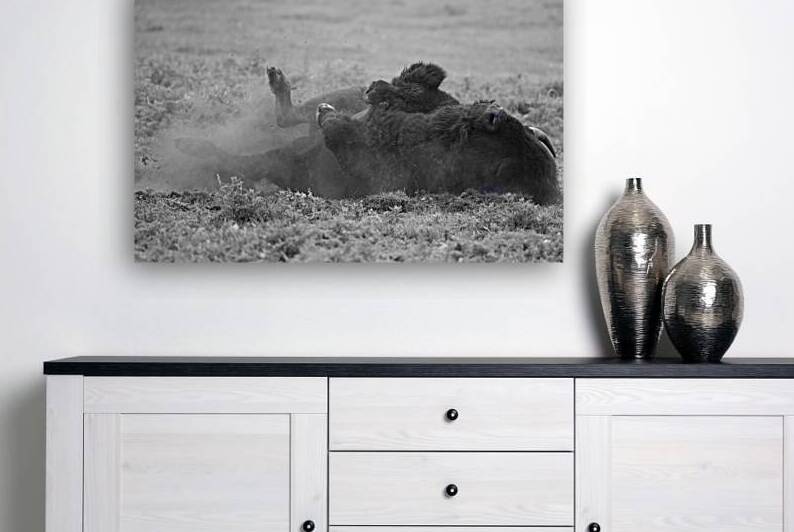 Dust and Thunder: The Spectacle of Rolling Buffalo by Caio Paagman Photography