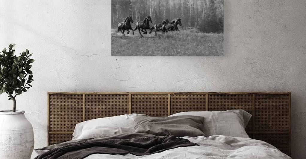 Friesian Power: Capturing the Beauty of the Canter by Caio Paagman Photography