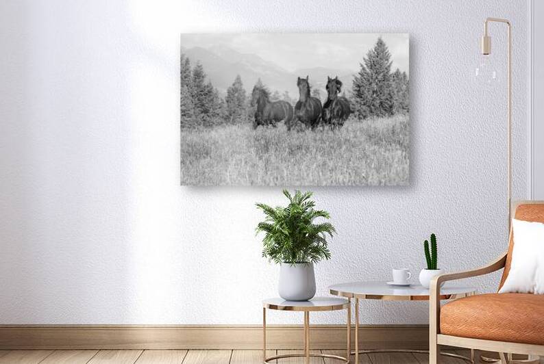 Friesian Elegance: A Canter Through the Fields by Caio Paagman Photography