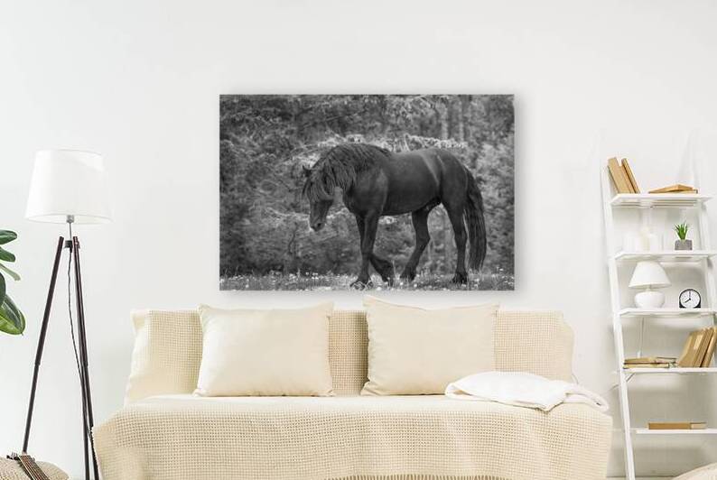 Breeding and Beyond: The Friesian Horses Path to Recovery by Caio Paagman Photography