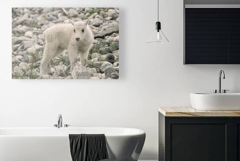 The Innocence of a Baby White Goat: Stunning Photography by Caio Paagman Photography