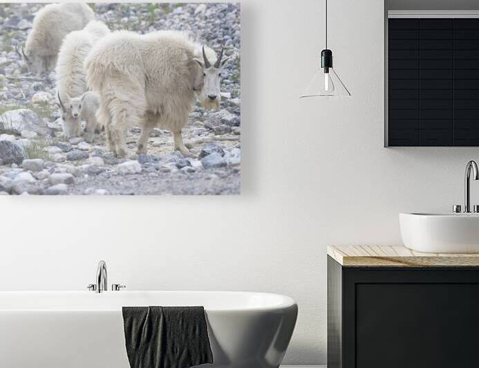 Exploring the Beauty of White Mountain Goat Herds by Caio Paagman Photography