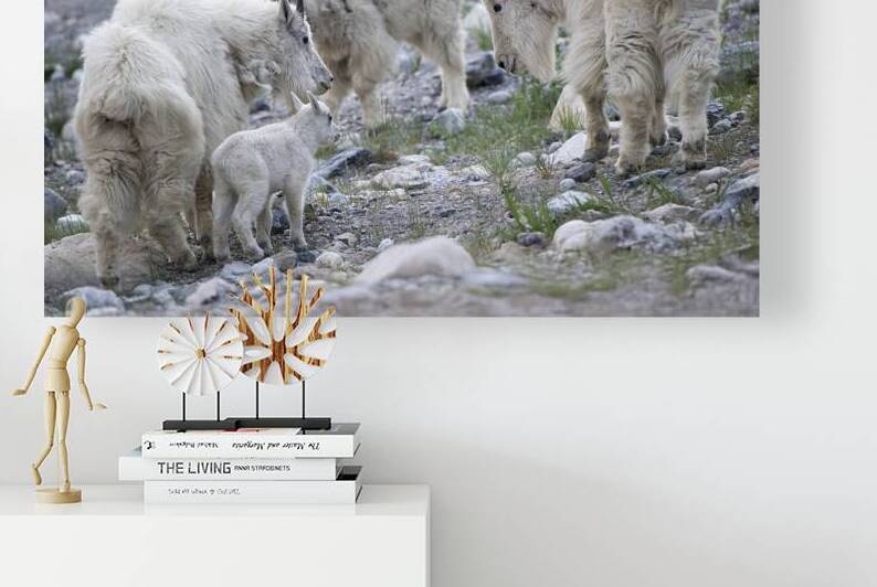 The Graceful Herd: White Mountain Goats in the Wild by Caio Paagman Photography