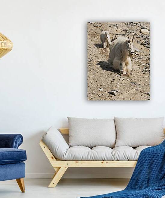 Following in Her Footsteps: Baby Mountain Goat and Mama by Caio Paagman Photography