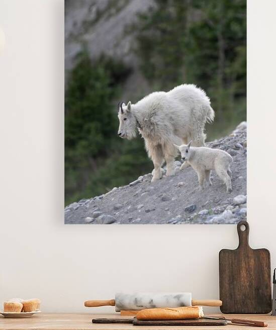 The Love of a Mother: Mama Mountain Goat with Her Kid by Caio Paagman Photography
