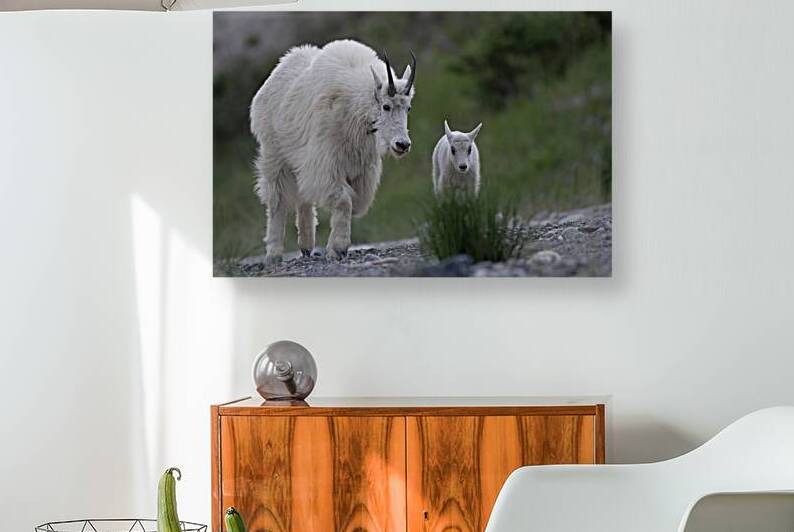 Tender Moments: Mama Mountain Goat and Baby in Nature by Caio Paagman Photography