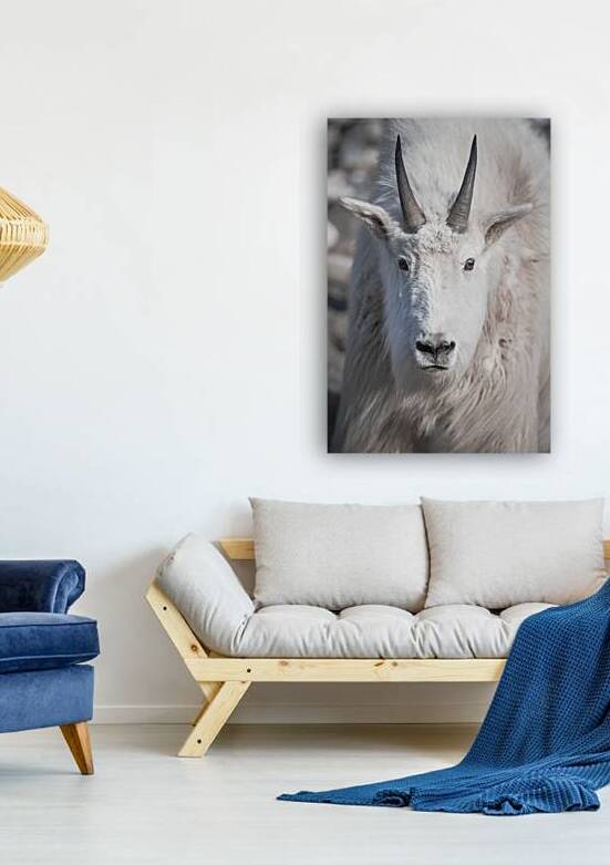 Majestic Close-Up: White Mountain Goat Portrait by Caio Paagman Photography