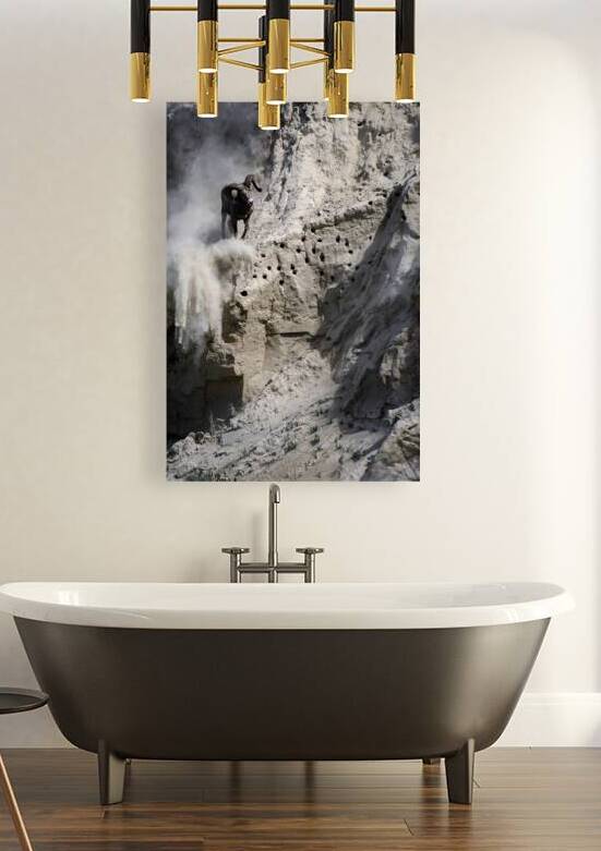 Spectacular Bighorn Sheep in Action: Natures Athletes by Caio Paagman Photography