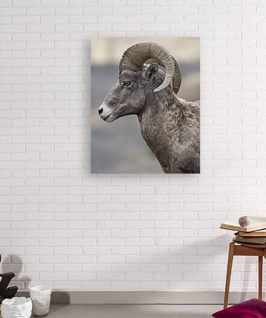 Close-Up Majesty: Bighorn Sheep Portrait by Caio Paagman Photography