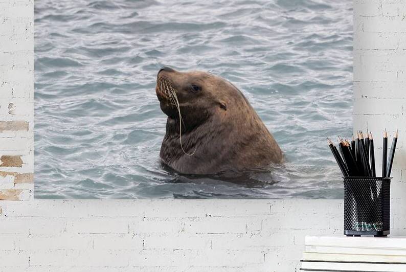 Sea Lion Mustaches: Whiskers of the Ocean by Caio Paagman Photography